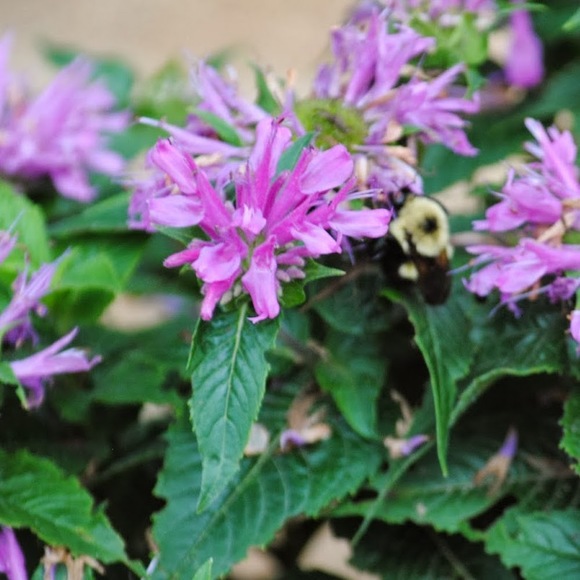 Meet your Posher, Kathy - Picture 1 of 1